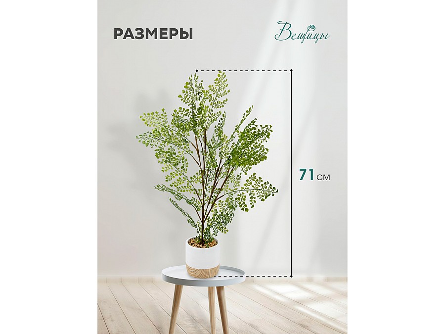Папоротник курчавый в цементном горшке, Д125 Ш125 В710
