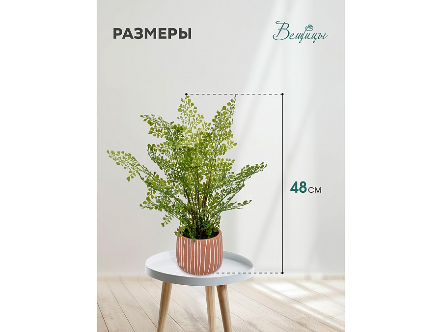 Папоротник курчавый в керамическом горшке, Д120 Ш120 В480